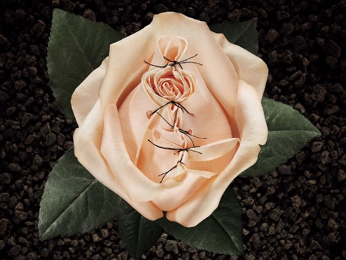 The Rite to Mutilate Children