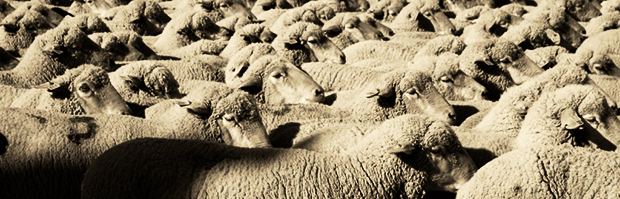 Following The Herd Leads To The Slaughterhouse