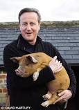 Cameron pig