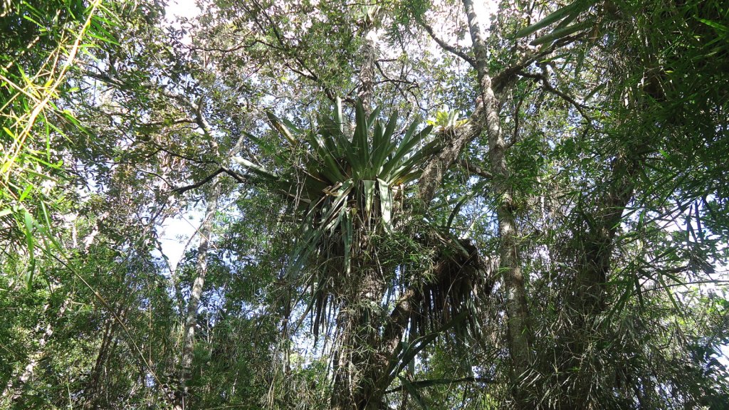 ‘Time exists only in white’: deconstructing the history of Brazilian&nbsp;nationhood